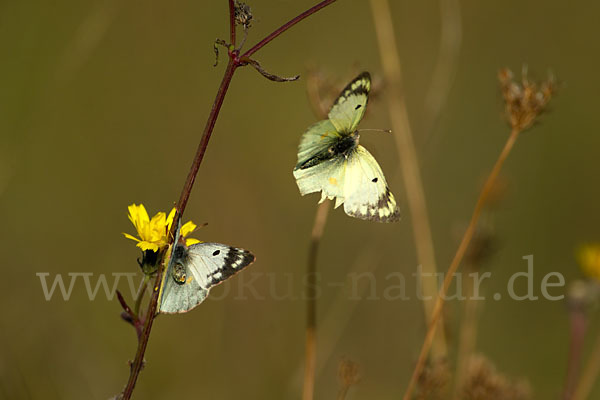 Goldene Acht (Colias hyale)