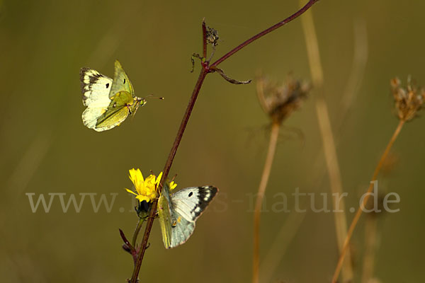 Goldene Acht (Colias hyale)