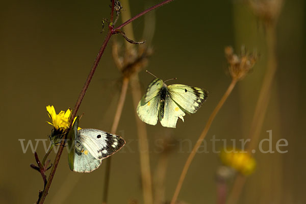 Goldene Acht (Colias hyale)