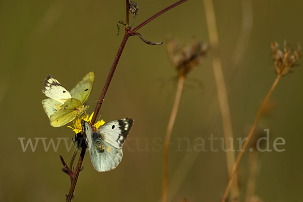 Goldene Acht (Colias hyale)