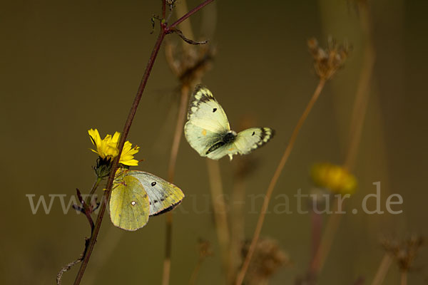 Goldene Acht (Colias hyale)