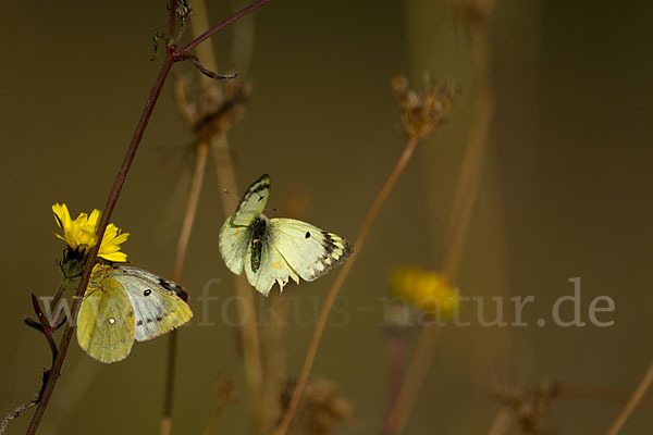 Goldene Acht (Colias hyale)