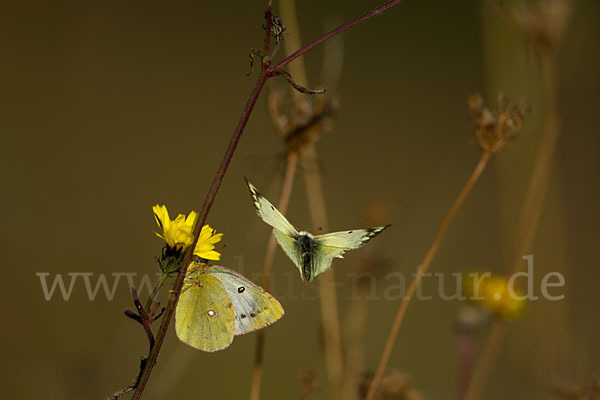 Goldene Acht (Colias hyale)