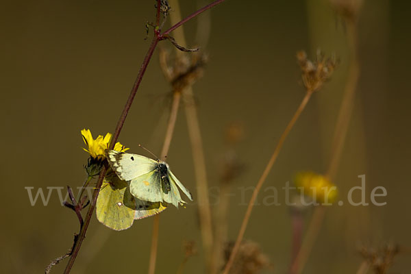 Goldene Acht (Colias hyale)