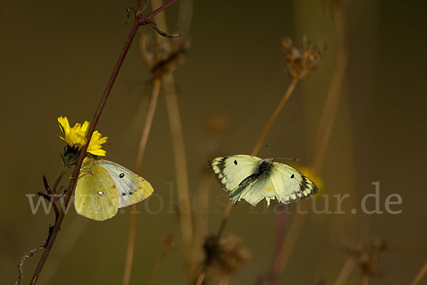 Goldene Acht (Colias hyale)