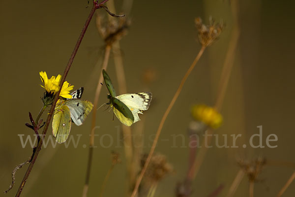 Goldene Acht (Colias hyale)