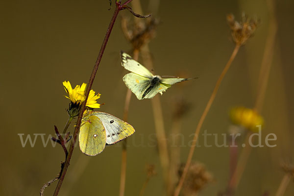 Goldene Acht (Colias hyale)