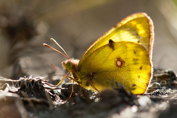 Goldene Acht (Colias hyale)