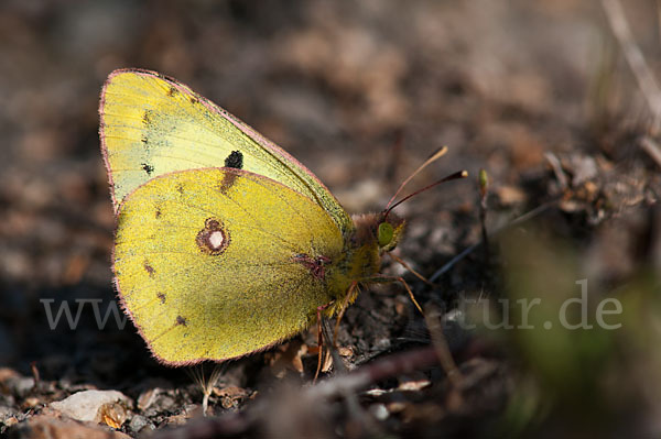 Goldene Acht (Colias hyale)