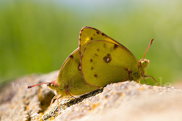 Goldene Acht (Colias hyale)