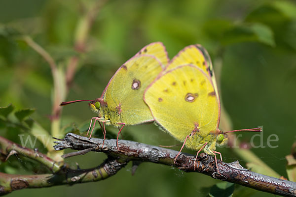 Goldene Acht (Colias hyale)