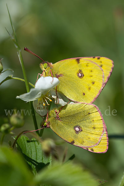 Goldene Acht (Colias hyale)