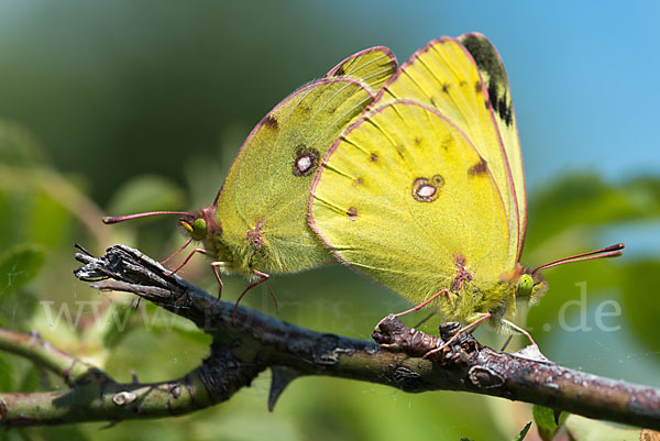 Goldene Acht (Colias hyale)