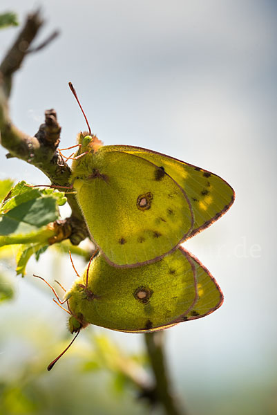 Goldene Acht (Colias hyale)