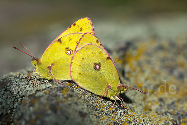 Goldene Acht (Colias hyale)