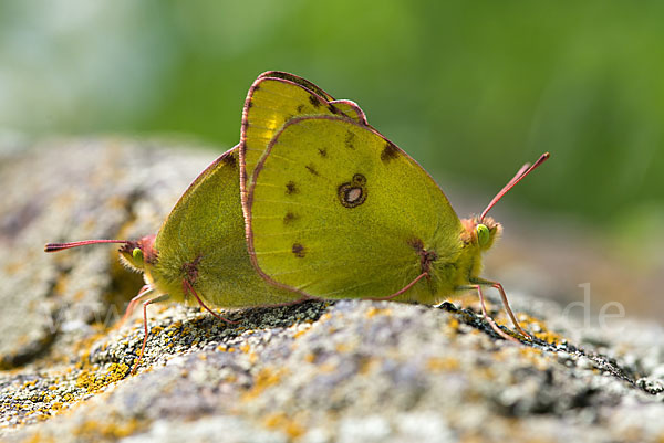 Goldene Acht (Colias hyale)