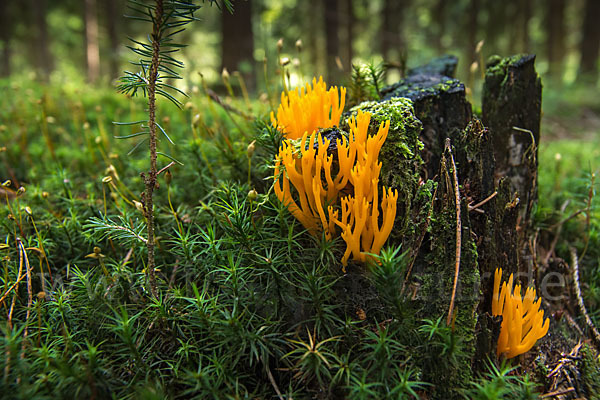 Goldgelbe Koralle (Ramaria aurea)