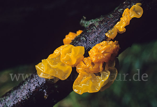 Goldgelber Zitterling (Tremella mesenterica)