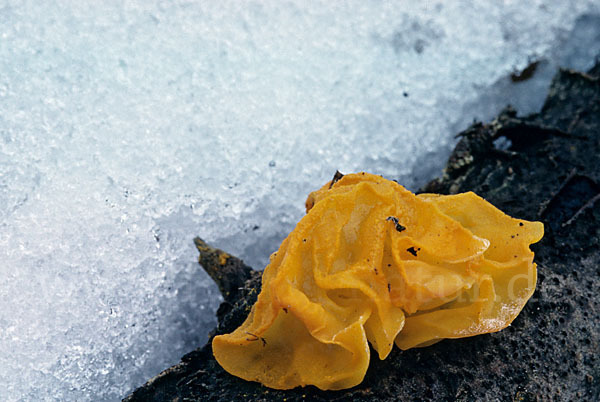 Goldgelber Zitterling (Tremella mesenterica)