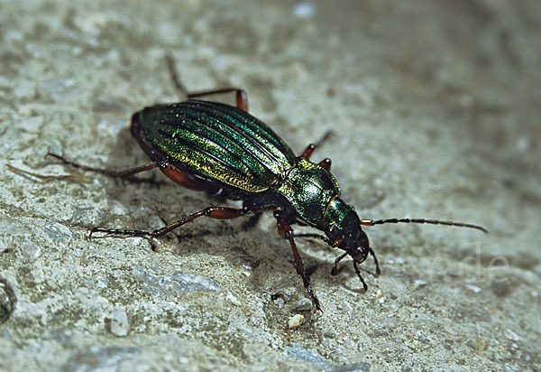 Goldglänzender Laufkäfer (Carabus auronitens)