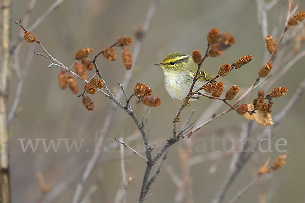 Goldhähnchenlaubsänger (Phylloscopus proregulus)