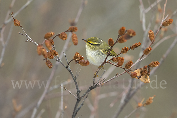 Goldhähnchenlaubsänger (Phylloscopus proregulus)