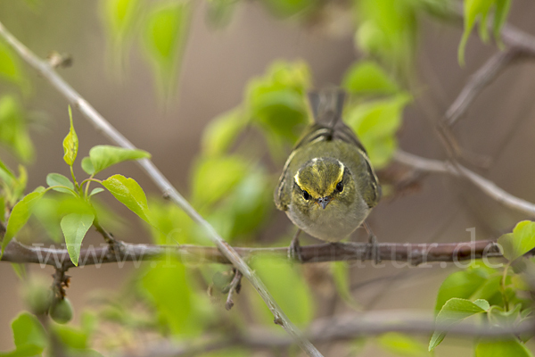 Goldhähnchenlaubsänger (Phylloscopus proregulus)