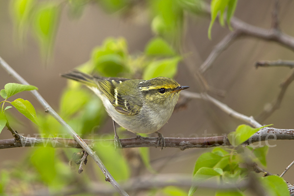 Goldhähnchenlaubsänger (Phylloscopus proregulus)