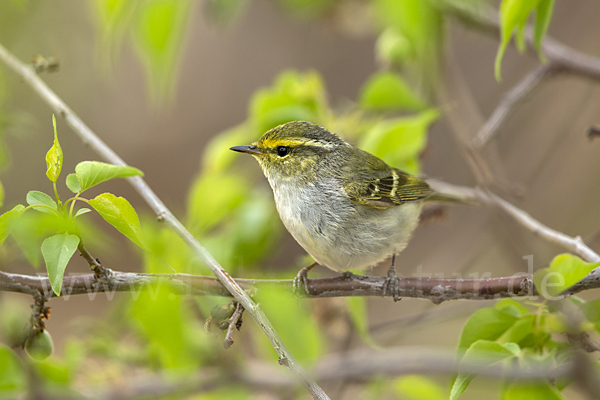 Goldhähnchenlaubsänger (Phylloscopus proregulus)