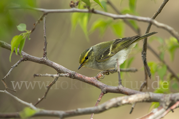 Goldhähnchenlaubsänger (Phylloscopus proregulus)