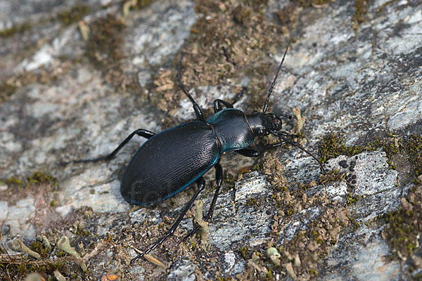 Goldleiste (Carabus purpurascens)