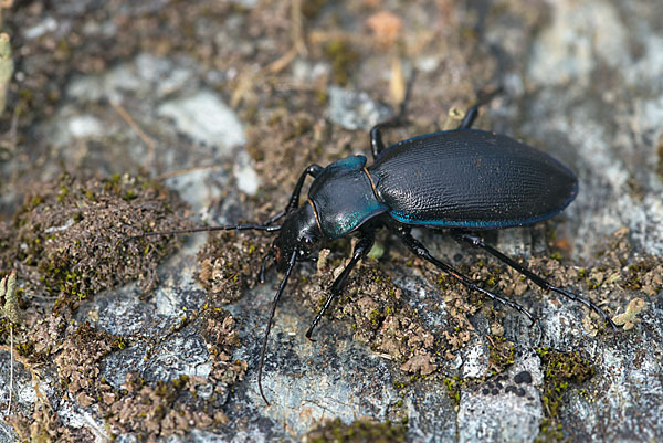 Goldleiste (Carabus purpurascens)