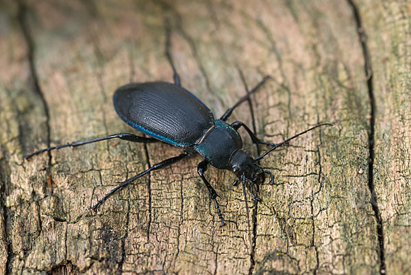 Goldleiste (Carabus purpurascens)