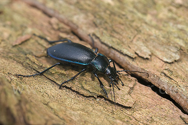 Goldleiste (Carabus purpurascens)