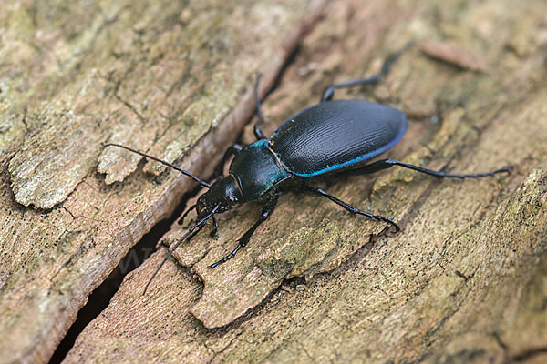 Goldleiste (Carabus purpurascens)