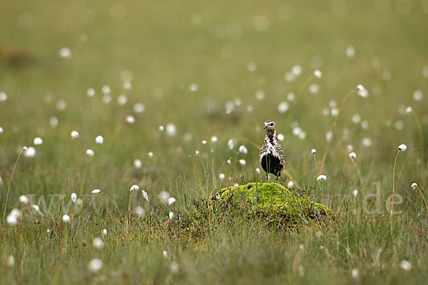 Goldregenpfeifer (Pluvialis apricaria)