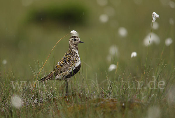 Goldregenpfeifer (Pluvialis apricaria)