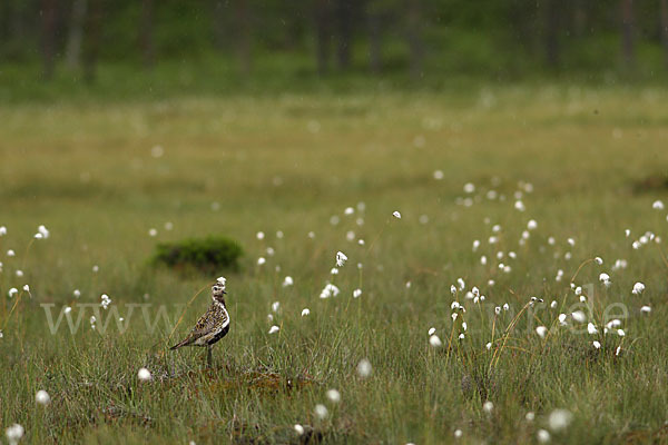 Goldregenpfeifer (Pluvialis apricaria)