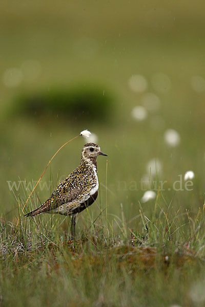 Goldregenpfeifer (Pluvialis apricaria)