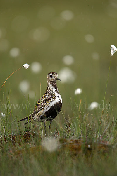 Goldregenpfeifer (Pluvialis apricaria)