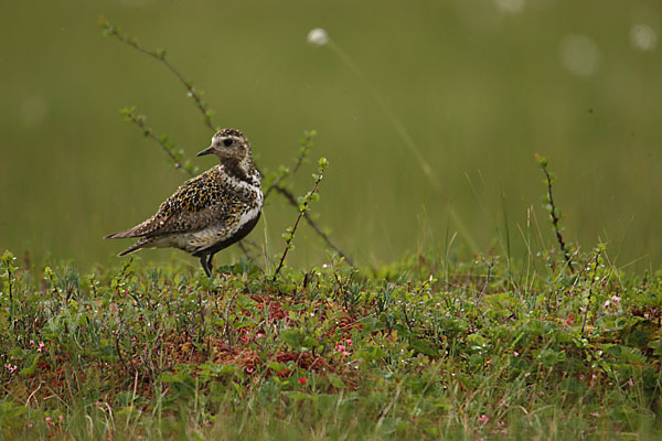 Goldregenpfeifer (Pluvialis apricaria)