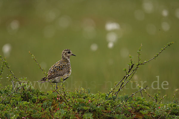 Goldregenpfeifer (Pluvialis apricaria)