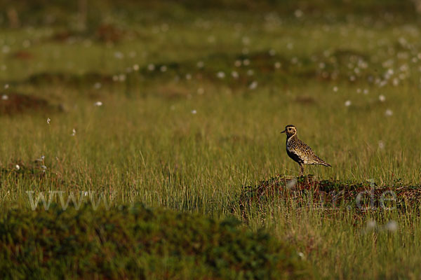 Goldregenpfeifer (Pluvialis apricaria)