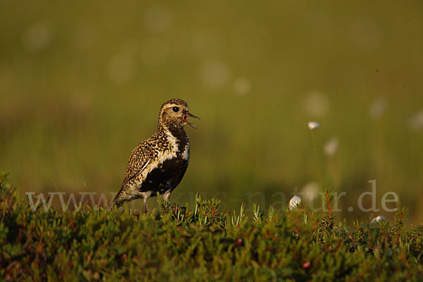 Goldregenpfeifer (Pluvialis apricaria)