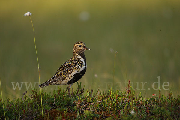 Goldregenpfeifer (Pluvialis apricaria)