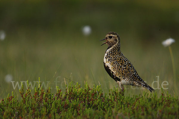 Goldregenpfeifer (Pluvialis apricaria)