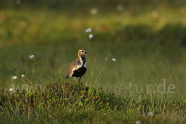 Goldregenpfeifer (Pluvialis apricaria)