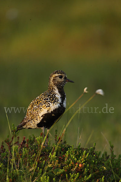 Goldregenpfeifer (Pluvialis apricaria)