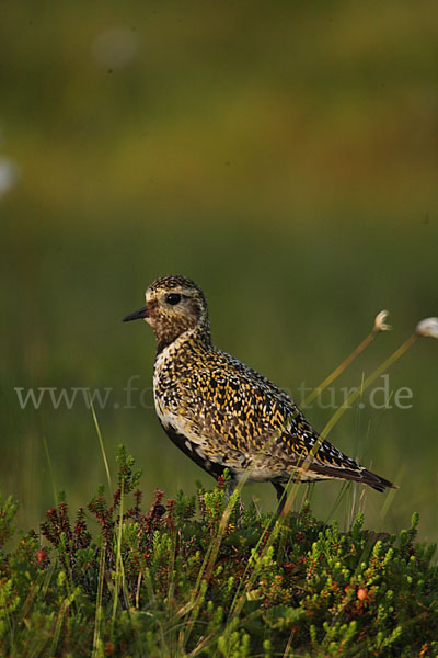 Goldregenpfeifer (Pluvialis apricaria)