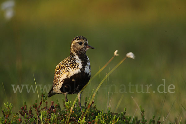 Goldregenpfeifer (Pluvialis apricaria)